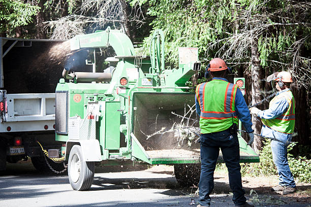 Best Lawn Dethatching  in USA